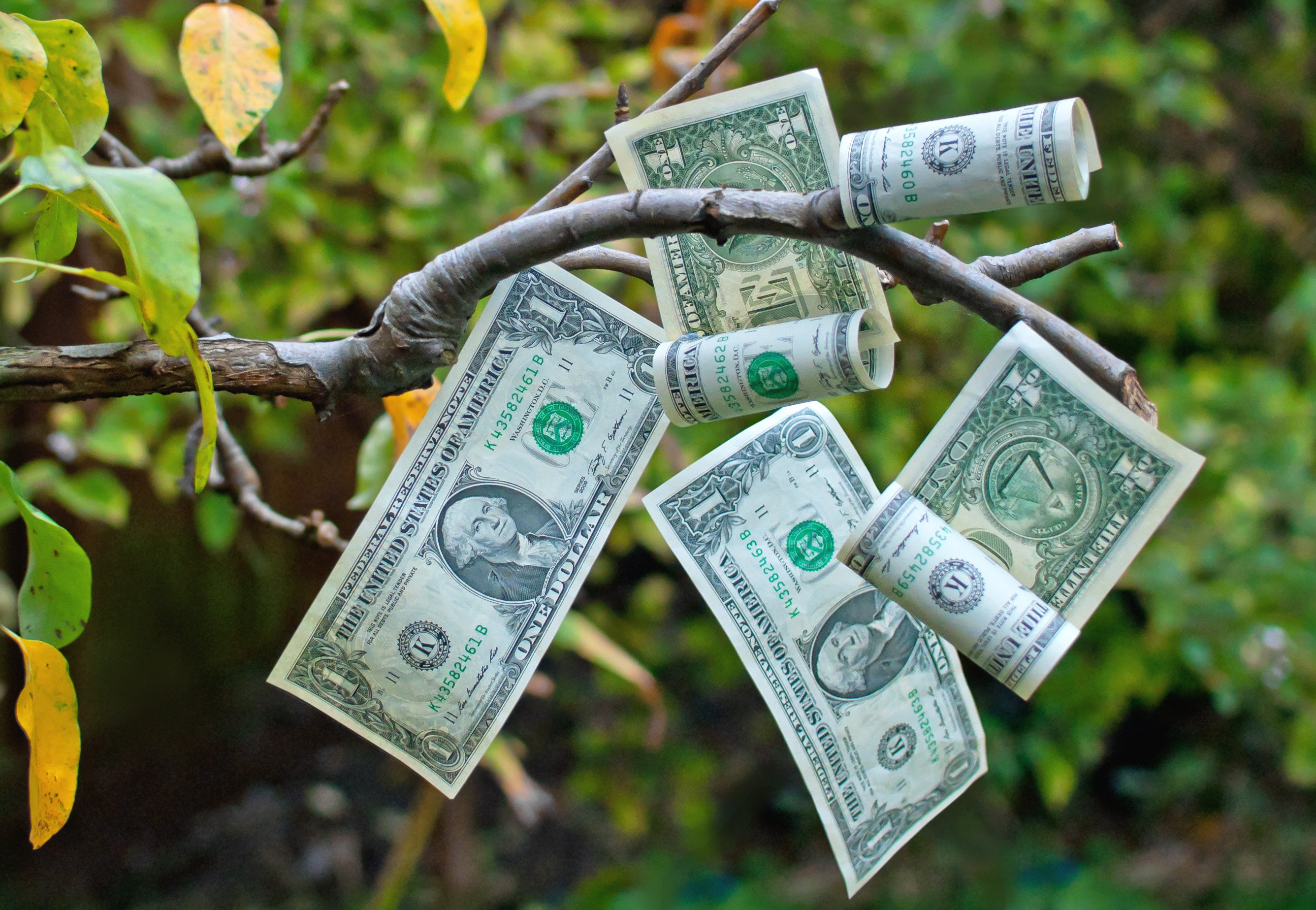 Деньги на любых условиях. Дерево с деньгами. Доллар дерево. Дерево с купюрами. Деньги и природа.