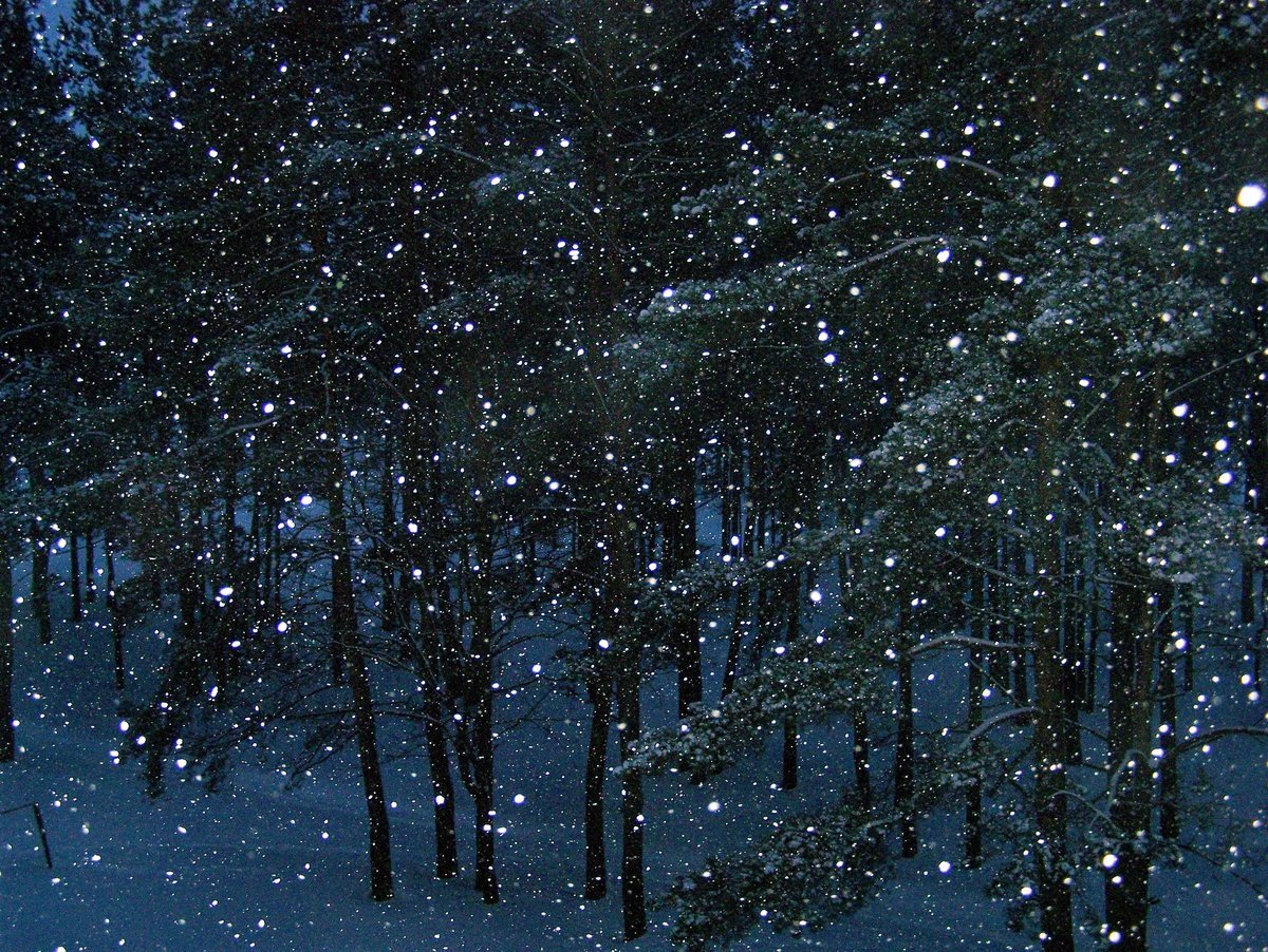 Шум падающего снега. Падающий снег. Зимний лес ночью. Сказочный зимний лес. Снег идет.