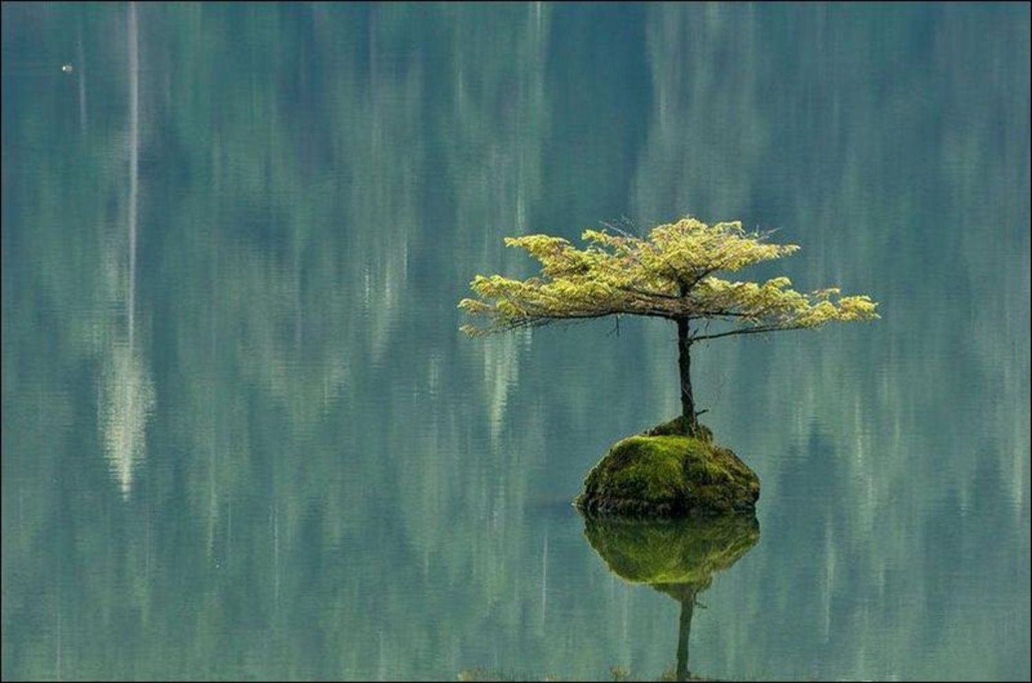День общения с духом безмятежности. Дерево дзен. Природа спокойствие. Умиротворяющая природа. Созерцание природы.