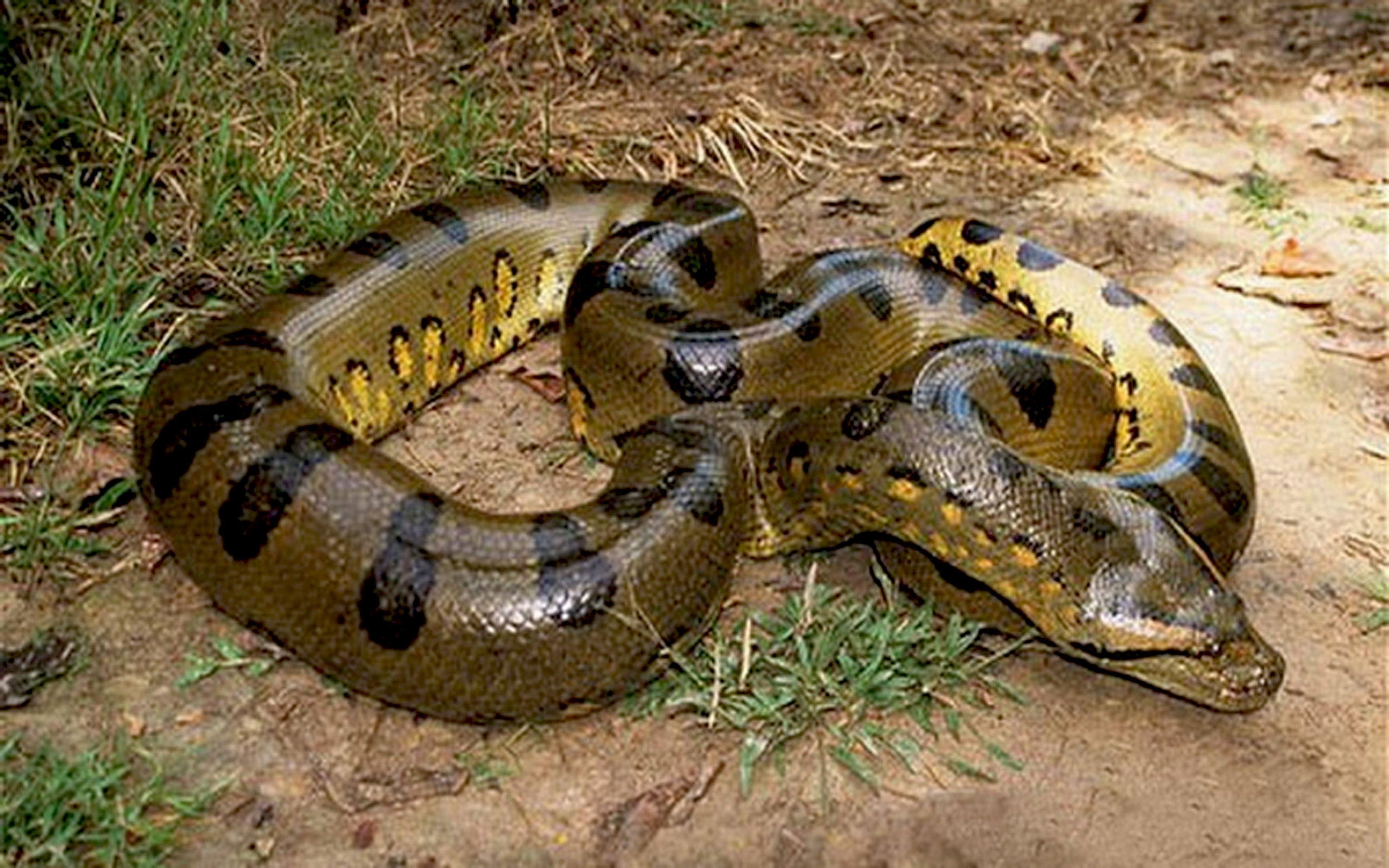 Змея питон большой. Анаконда змея. Ядовитая змея Анаконда. Зеленая Анаконда (eunectes murinus).