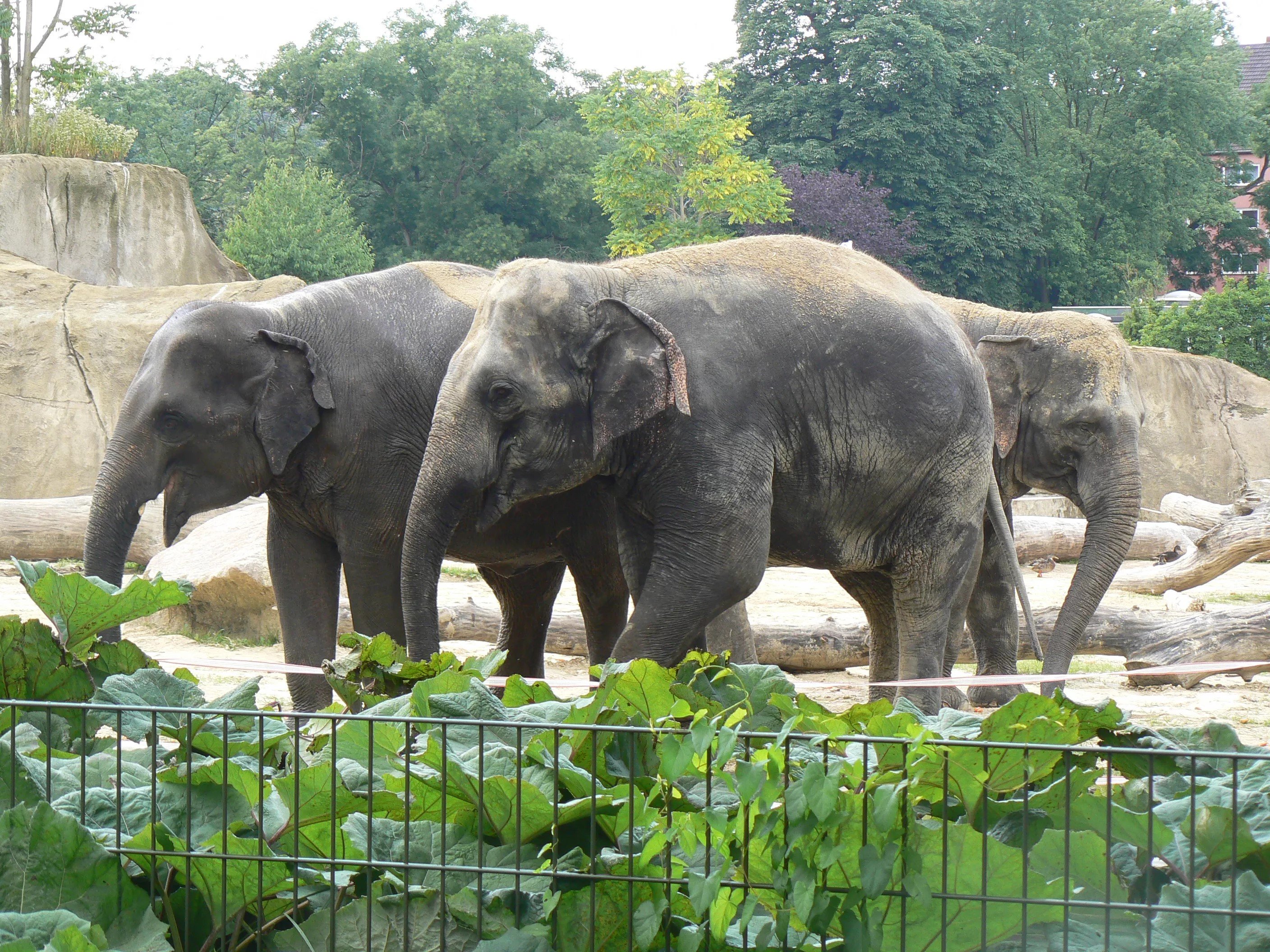 В зоопарке живет слон