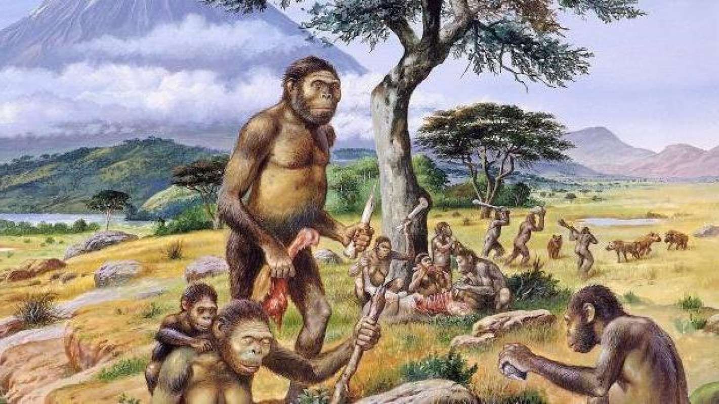 Как появились обезьяны