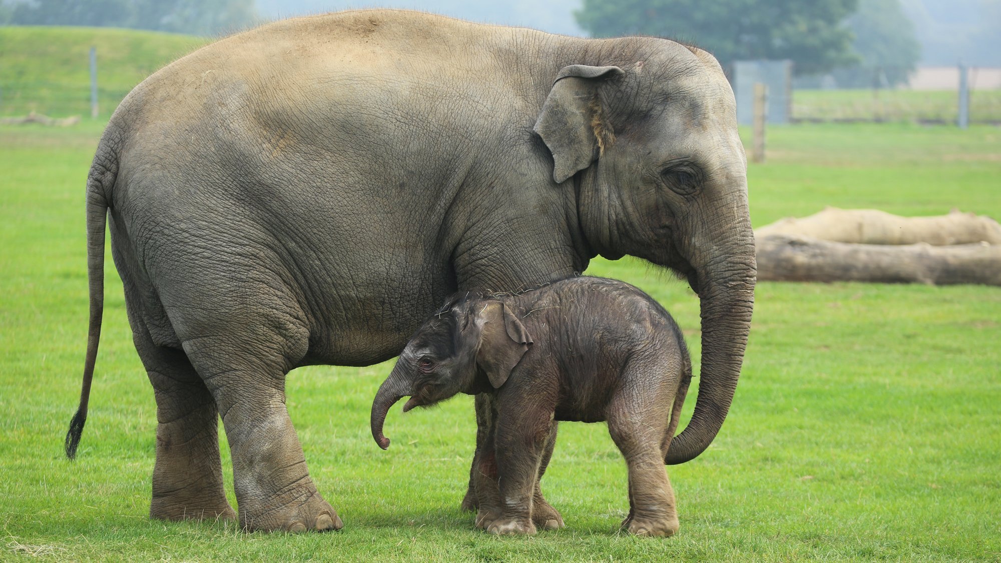 Индийская пословица когда слон. Азиатский слон. Азиатский индийский слон. Индийский Слоненок. Индийский слон со слоненком.