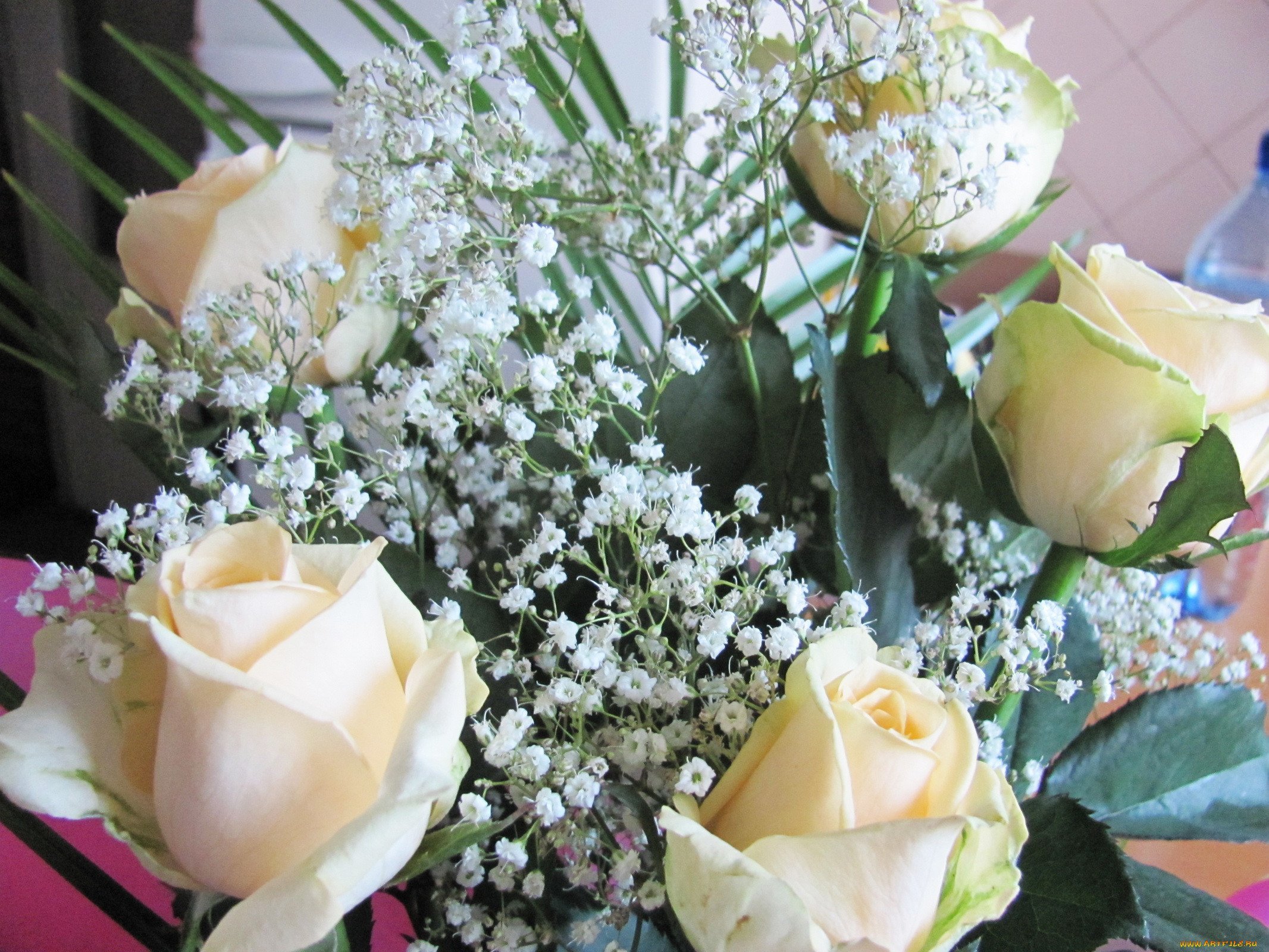 Гипсофилы с белыми розами. Букет с гипсофилой. Белые розы с гипсофилой букет. Букет роз с гипсофилой. Белые розы и гипсофила букет.