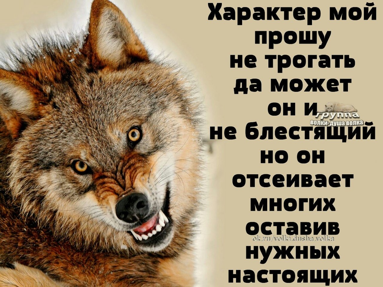 Пословица не проси. Мудрость волка. Афоризмы про Волков. Волк афоризмы. Мудрость Волков.