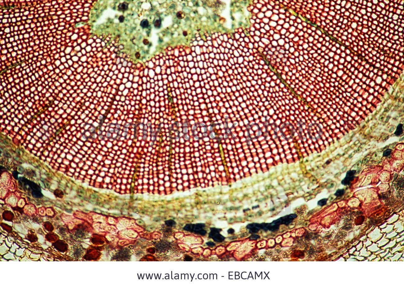 Анатомия растений ботаника. Срез стебля гинкго. Срез стебля гинкго под микроскопом. Гинкго поперечный срез. Поперечный срез стебля под микроскопом.