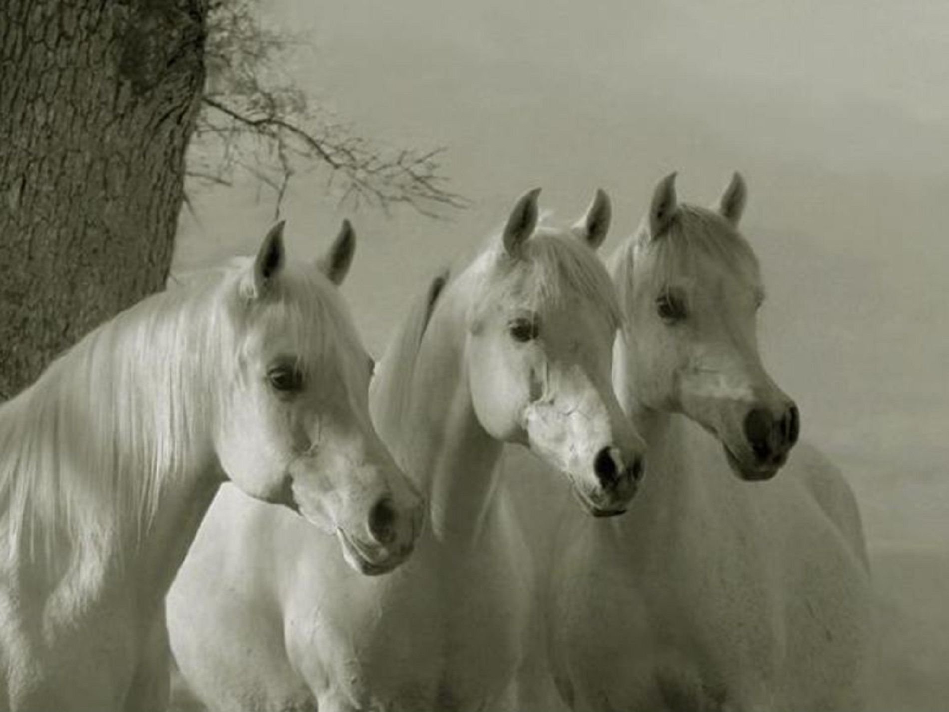 Три лошадки. Белая лошадь. Тройка белых лошадей. Три лошади. Стадо лошадей.