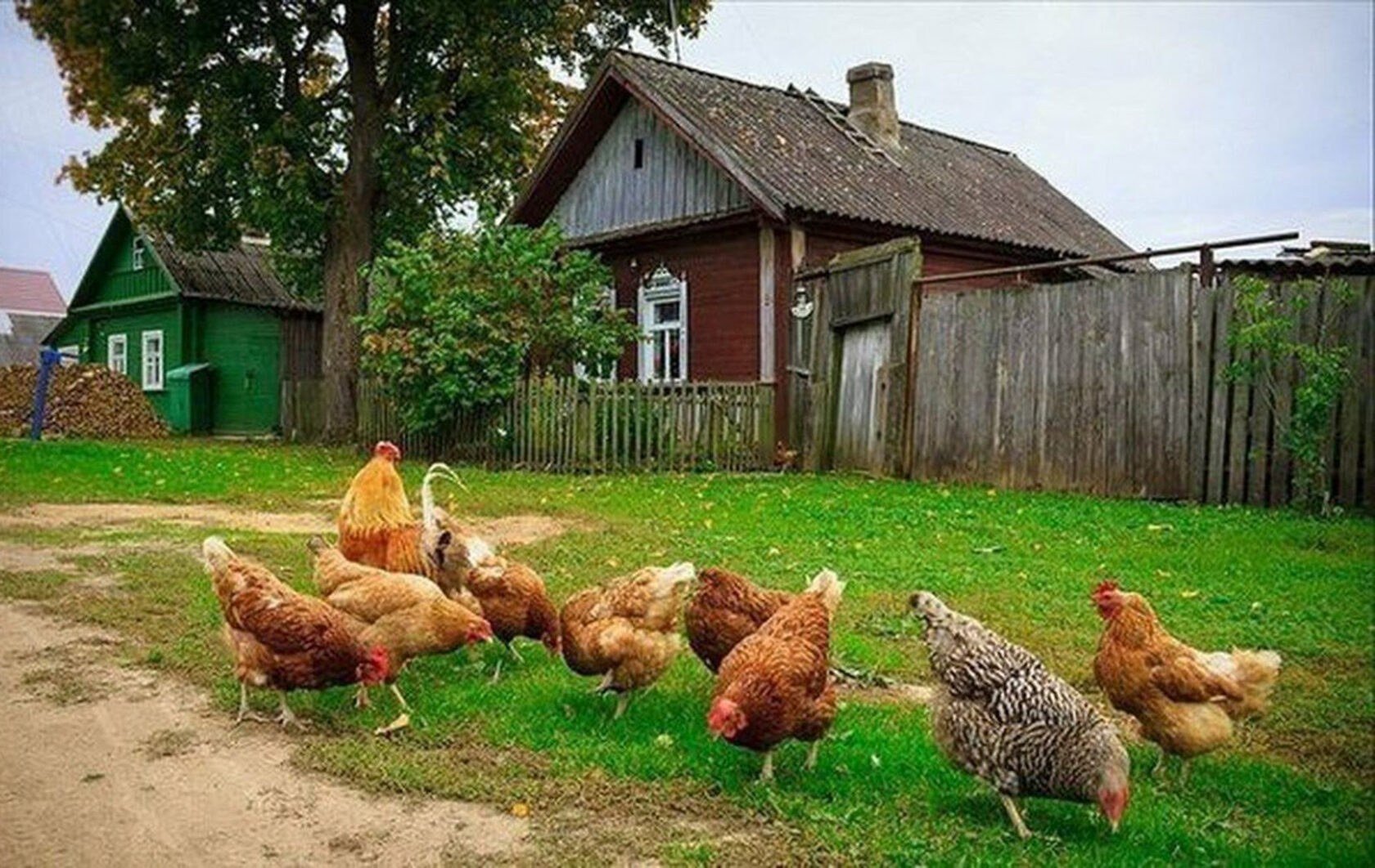 Птицы подворья. Курочки во дворе в деревне. Курицы в деревне. Куры в деревне. Петух в деревне.