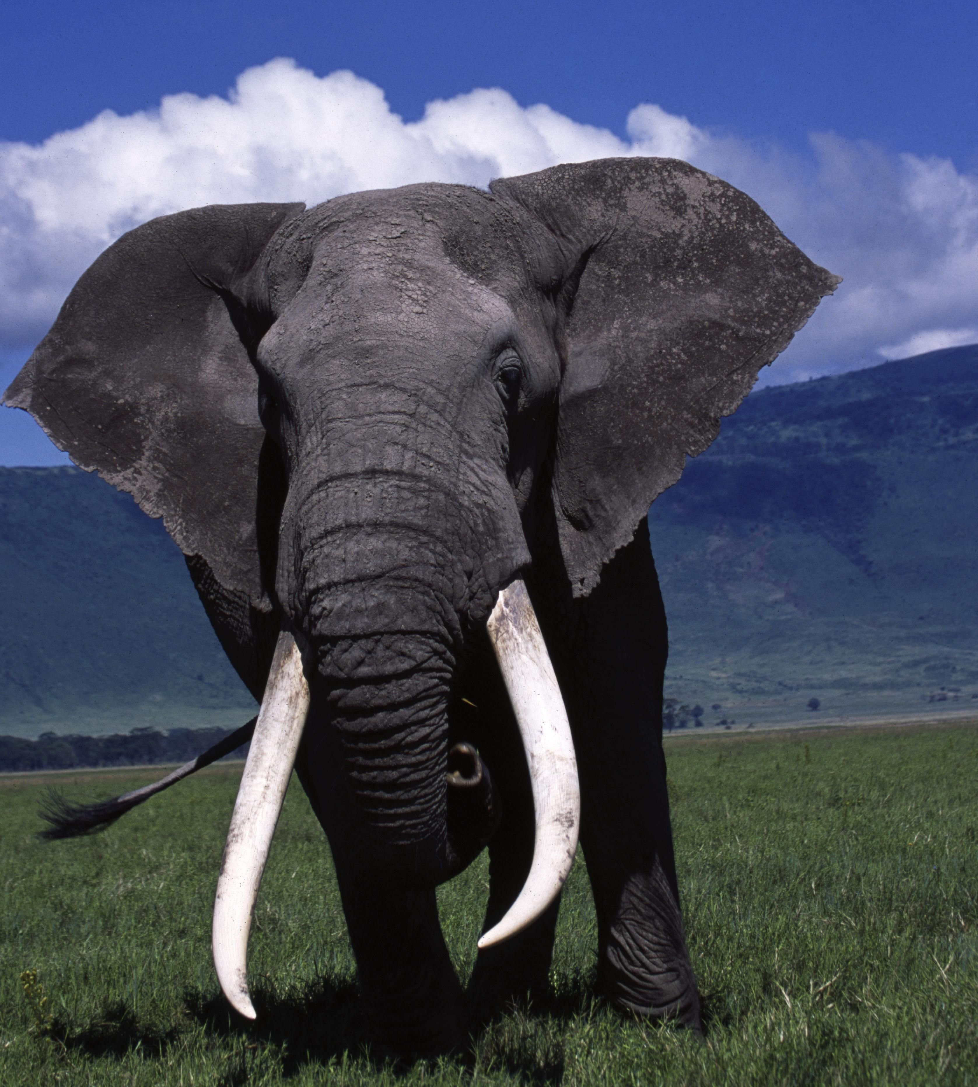 Слон африканский самое