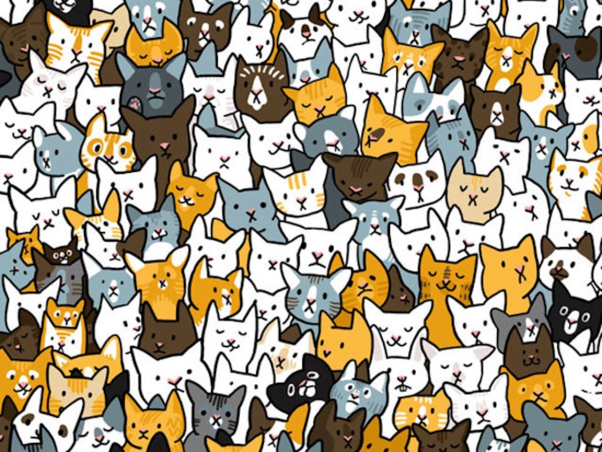Много котиков на одной картинке