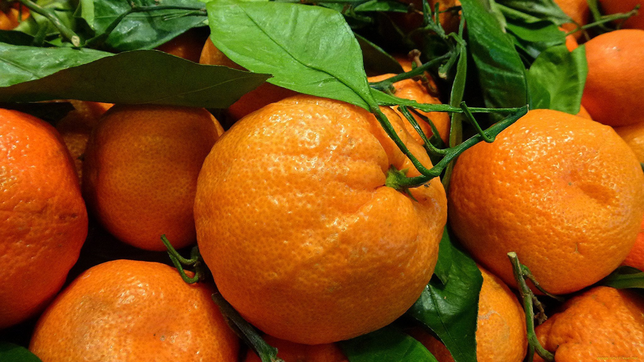 Мандарины весной. Померанца и цитрона. Цитрус мандарин +апельсин. Цитрус мевалар. Апельсины на рабочий стол.