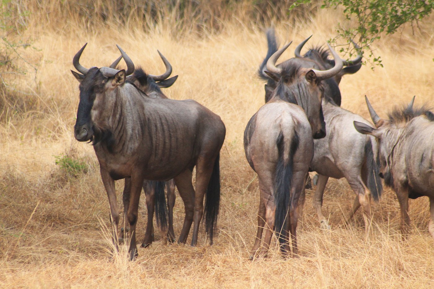 Большой гну. Антилопа гну. Африканская антилопа гну. Животные саванны антилопа гну. Голубая антилопа гну.