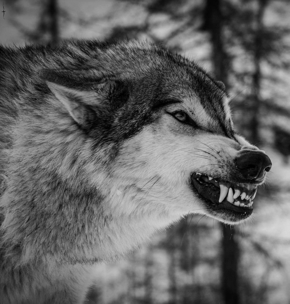 Картинки злых волков