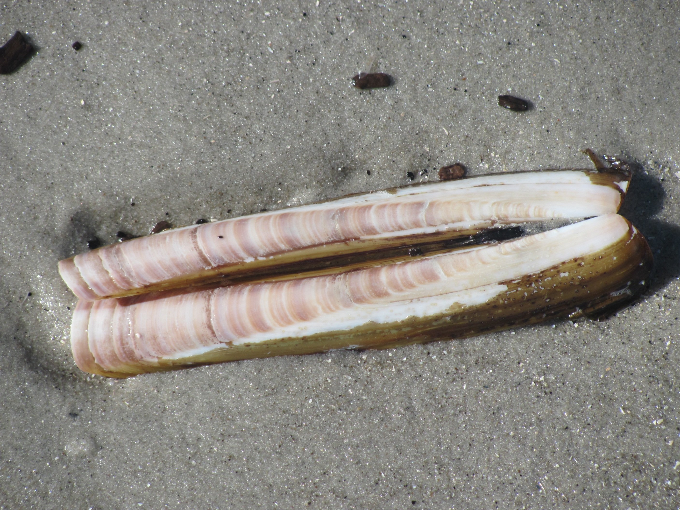 Длинная ракушка. Ракушка длинная. Морские моллюски. Морской черенок моллюск.