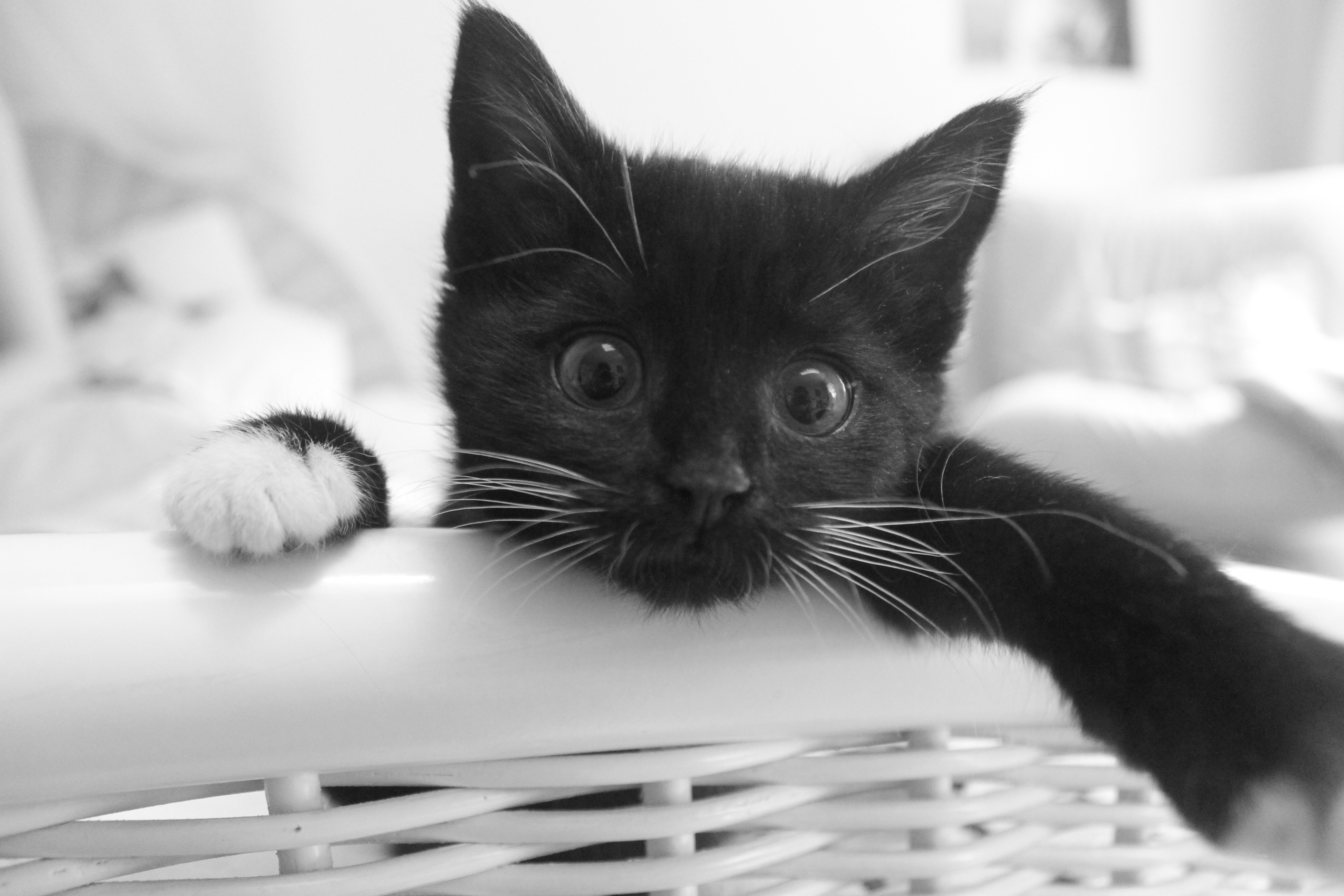 Черно белые картинки котят