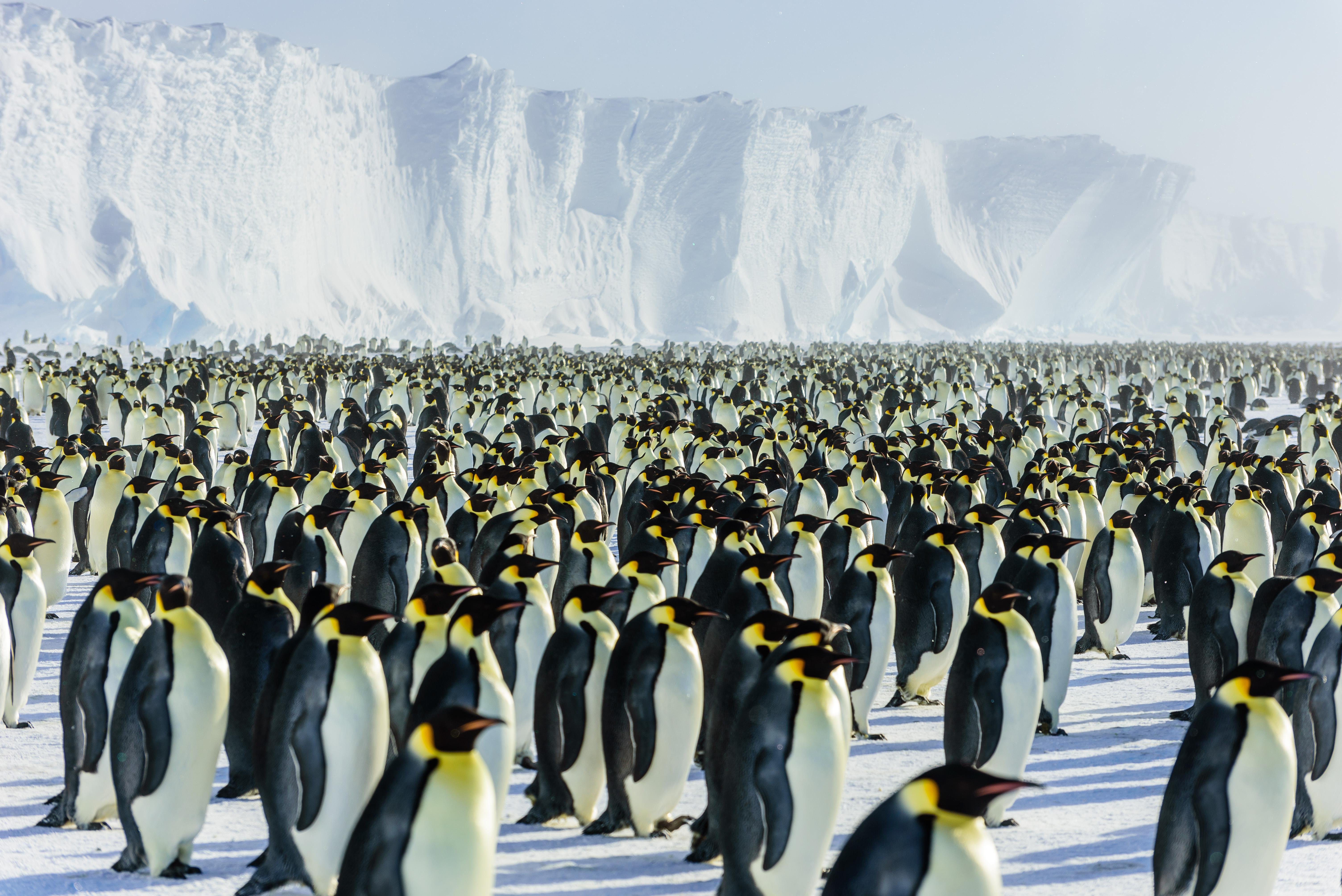 Где живет императорский пингвин. Императорский Пингвин в Антарктиде. Императорский Пингвин ареал. Пенгуин Антарктида. Пингвины в Антарктиде.