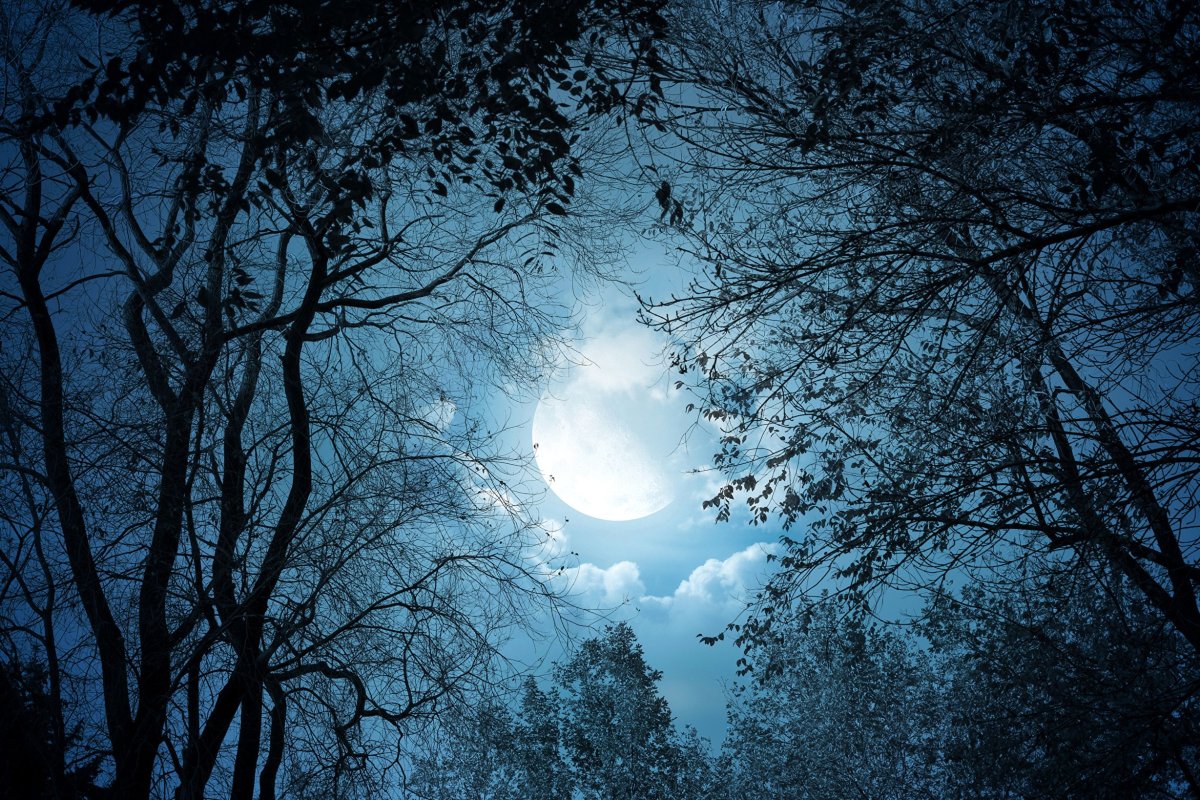 Лунный свет картинки