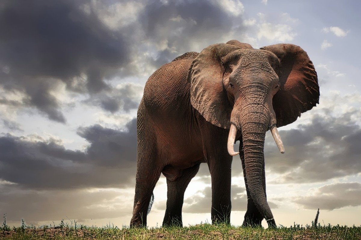 Картинка африканский слон