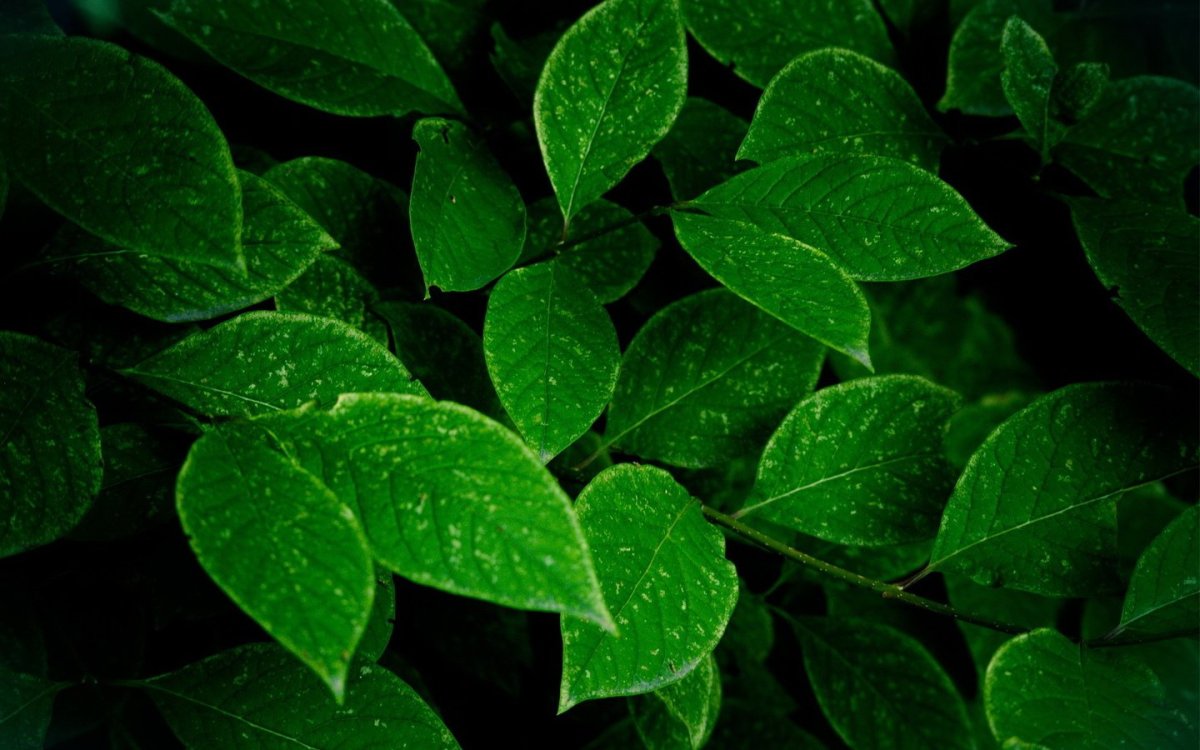 Листья зеленые картинки