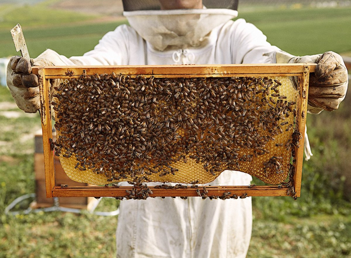 Пчеловодство картинки