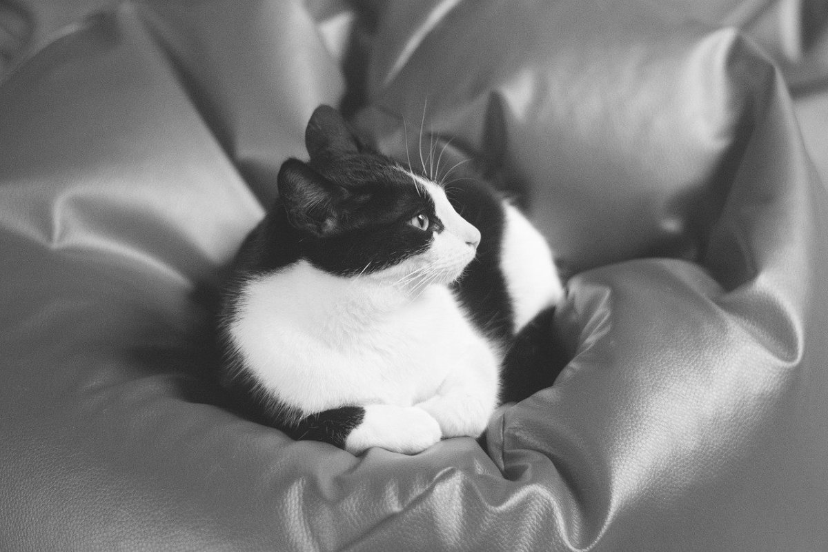 Котики черно белые картинки