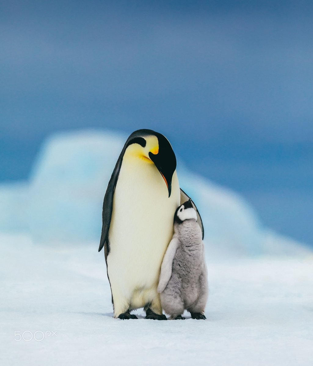 Императорский пингвин картинки