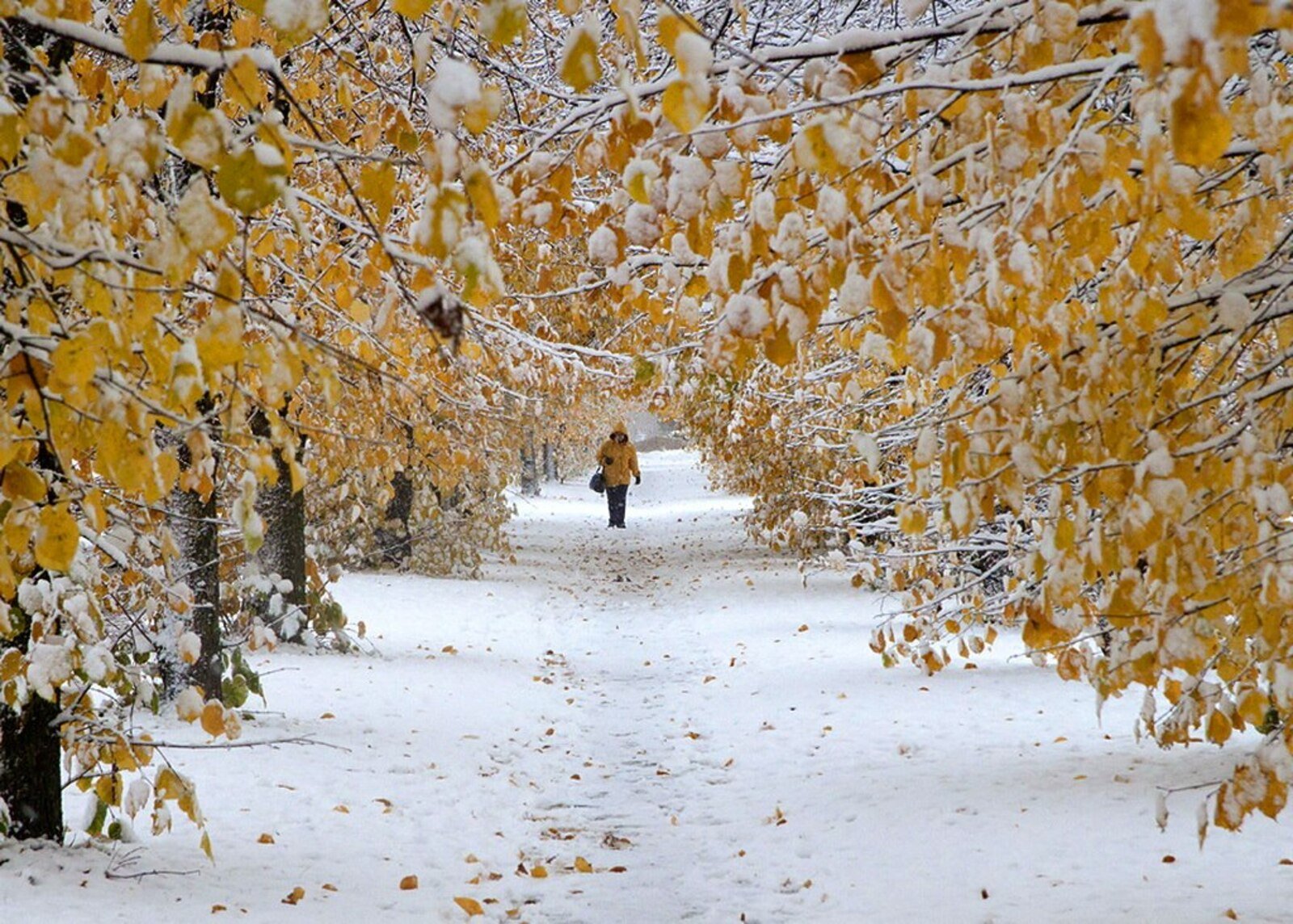 Толстого 1 снег. Снежная осень. Ранняя зима. Первый снег. Осень снег.