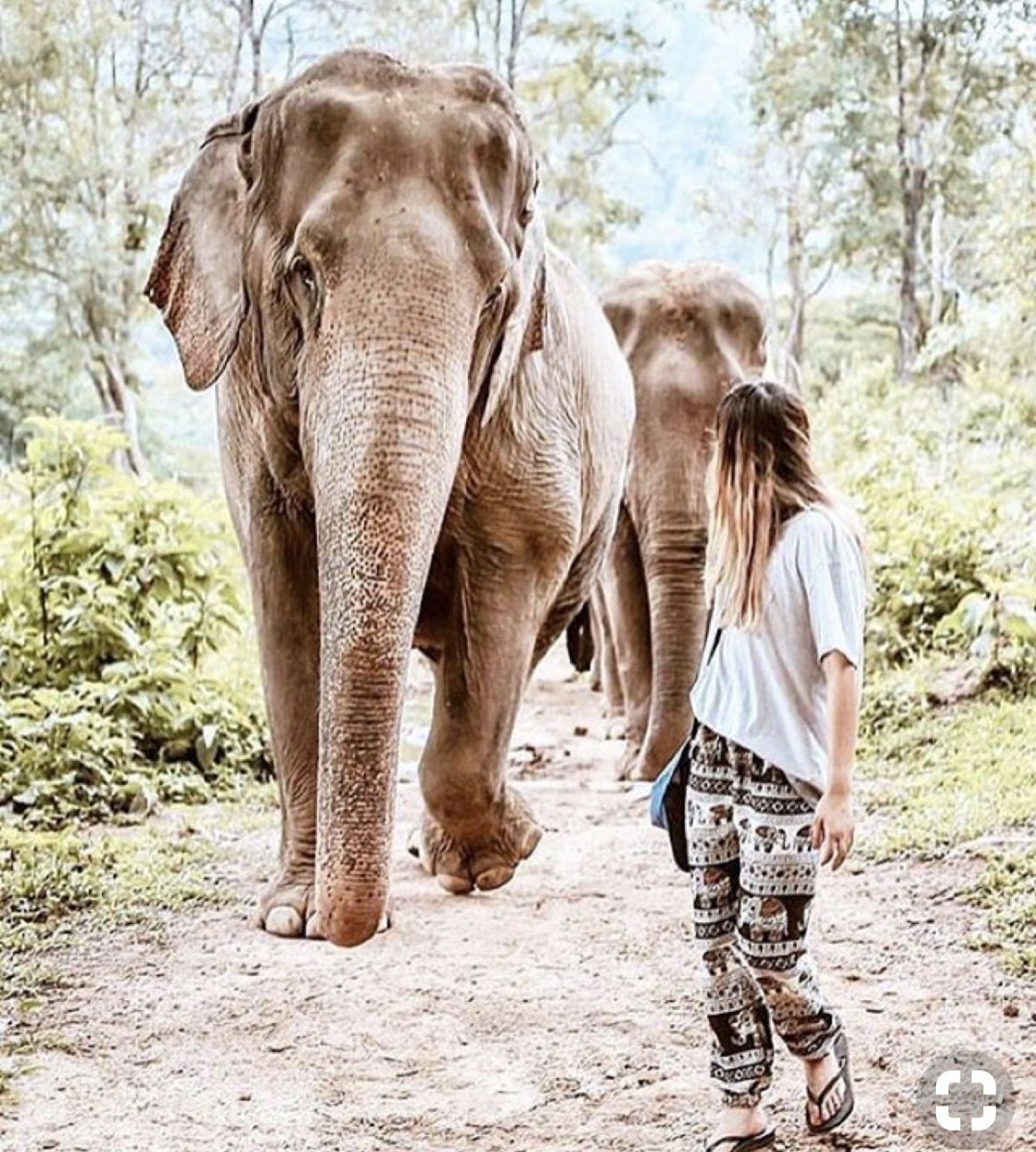 Шри Ланка слоны. Слоновий парк Шри Ланка Слонята. Шри Ланка слон Пиннавела. Сафарри Шри Ланка.