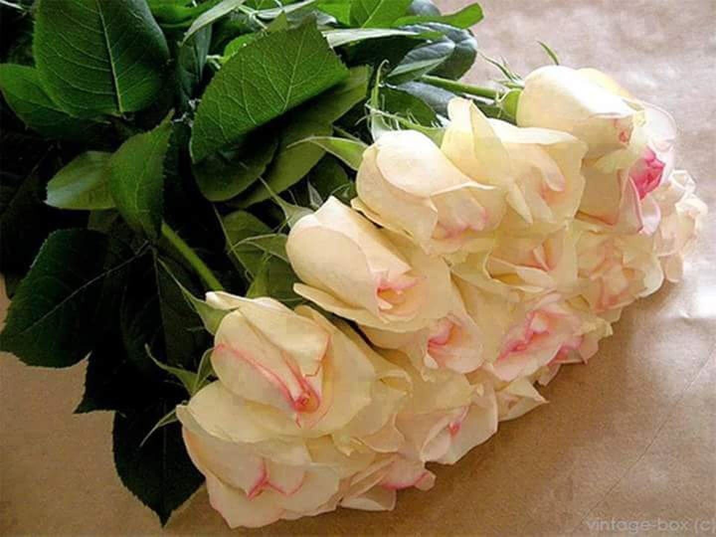Рингтон дарите женщинам цветы без повода. Красивой женщине красивые цветы. Красивый букет роз для женщины. Цветы для прекрасной дамы. Красивые букеты цветов для вас.