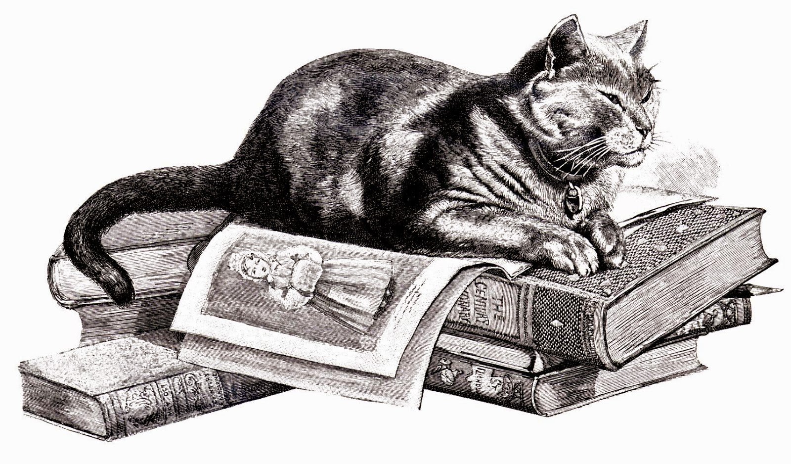 Книги ученый кот. Иллюстрации к книгам. Кошка с книжкой. Книги про кошек. Кот ученый с книжкой.