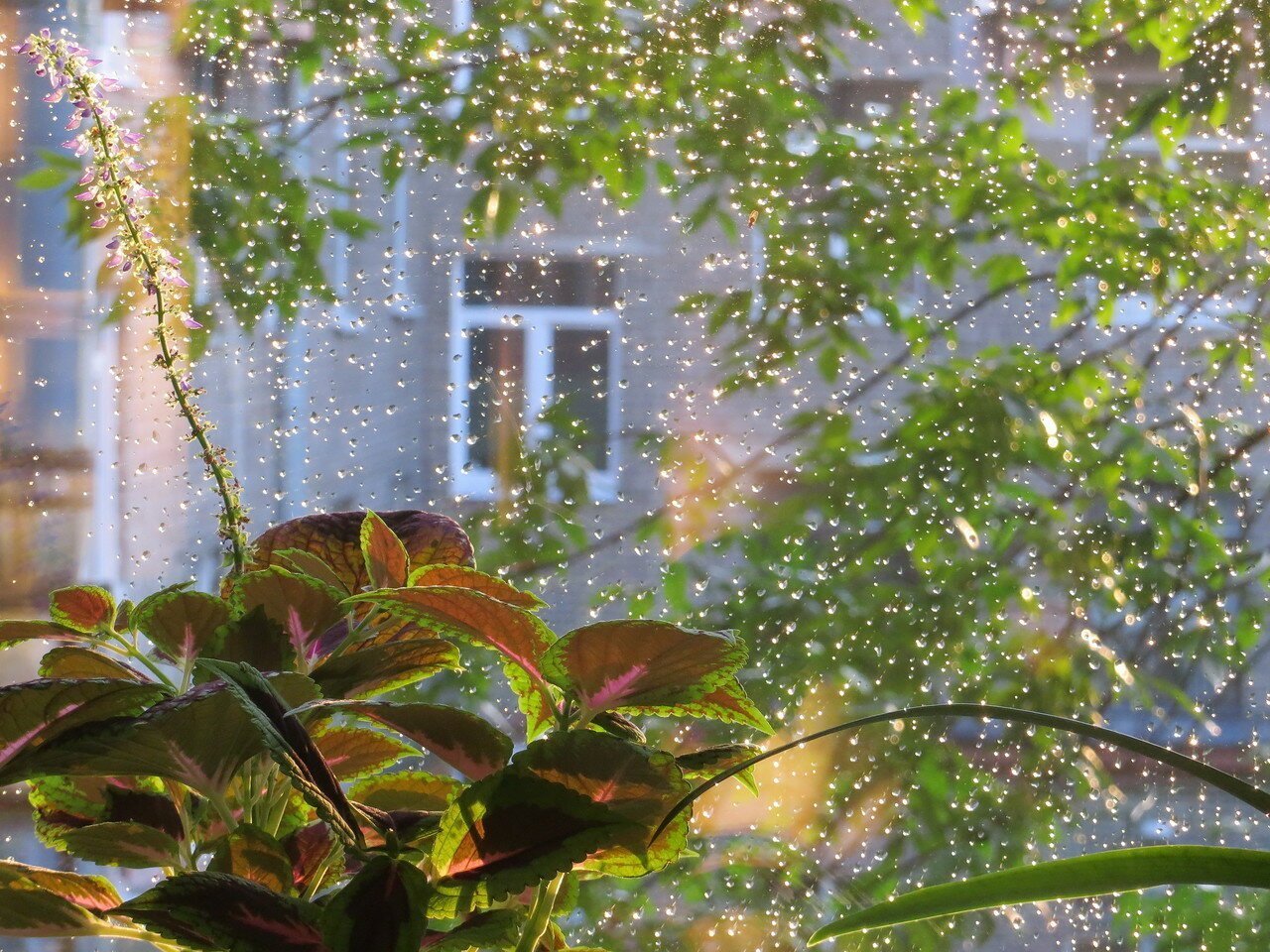 Доброе утро дождливое весеннее картинки. Дождь за окном. Сад после дождя. Дождливый летний вечер. Летний дождь.