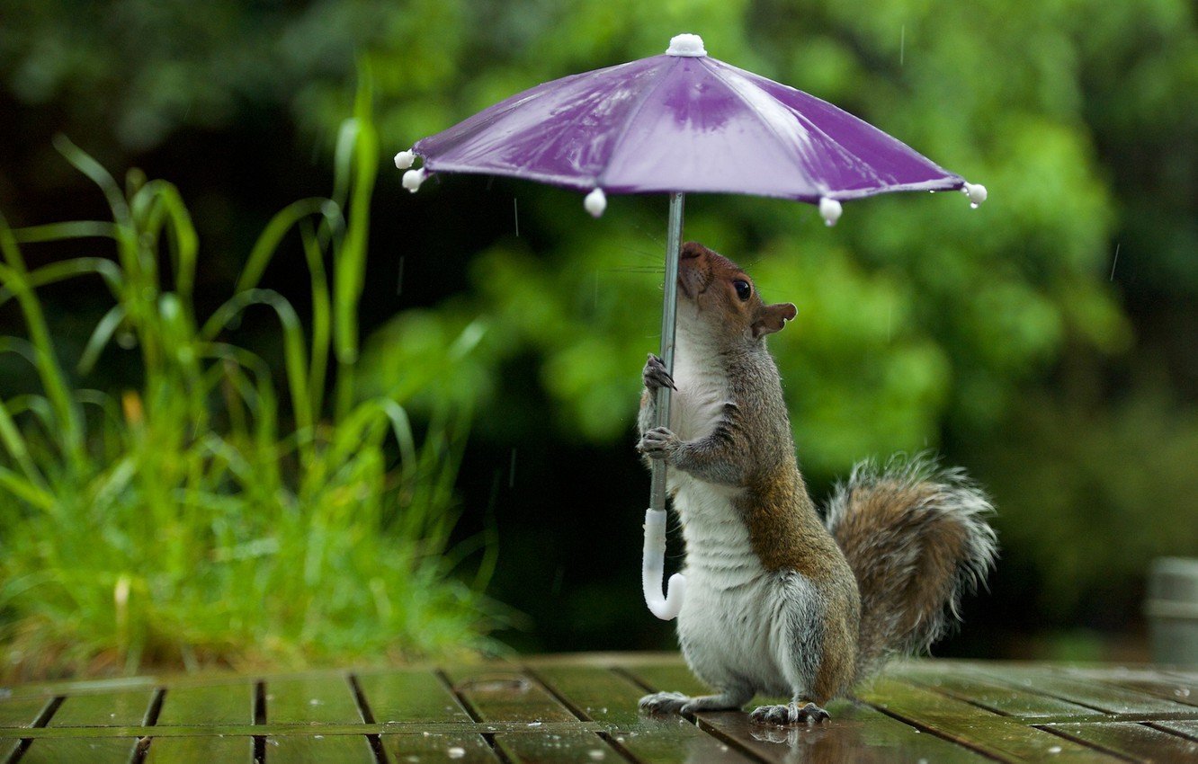 Хорошего настроения в дождливую погоду. Отличного настроения в любую погоду. Хорошего настроения в любую. Животные под зонтом. Доброе утро под дождиком.