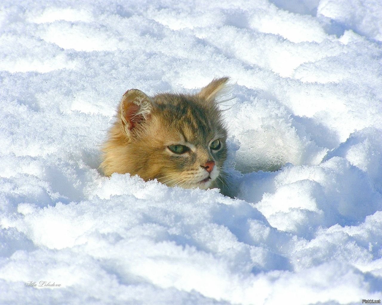 В сугробе тепло снег один