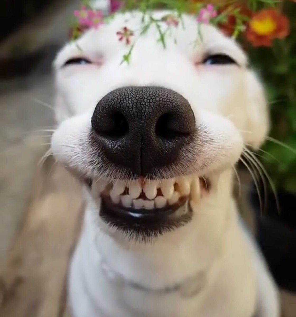 Улыбка картинки смешные. Собака улыбака Джек Рассел. Собака улыбается. Собака смеется. Позитивные собаки.
