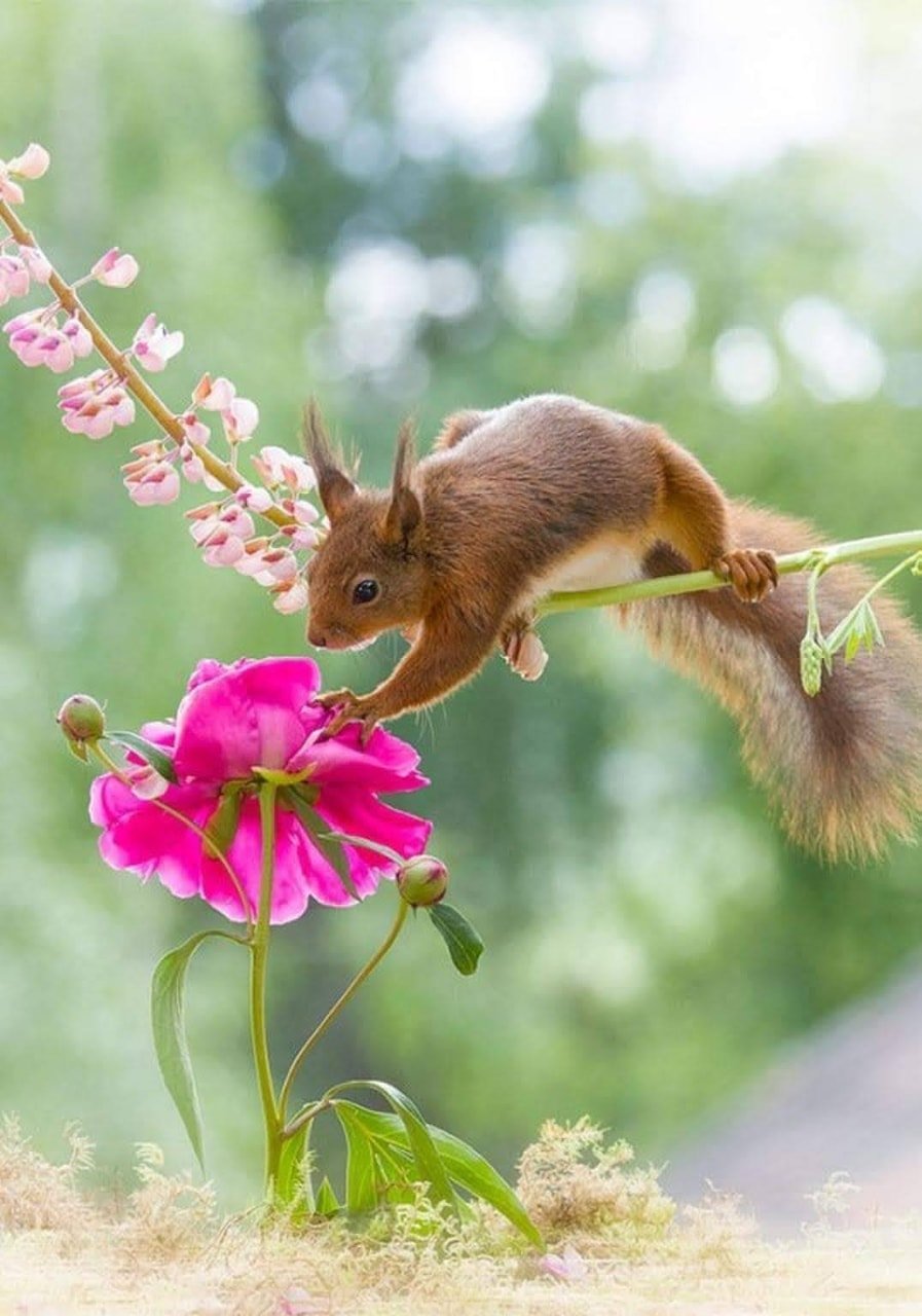Доброе утро картинки позитивные смешные весенние. Цветы и животные. Весенние цветы и животные. Животные весной. Весенняя белка.
