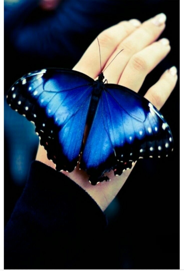 На руку бабочка. Синяя бабочка. Синяя бабочка на руке. Бабочки синие с ладони. Словно бабочек легкая