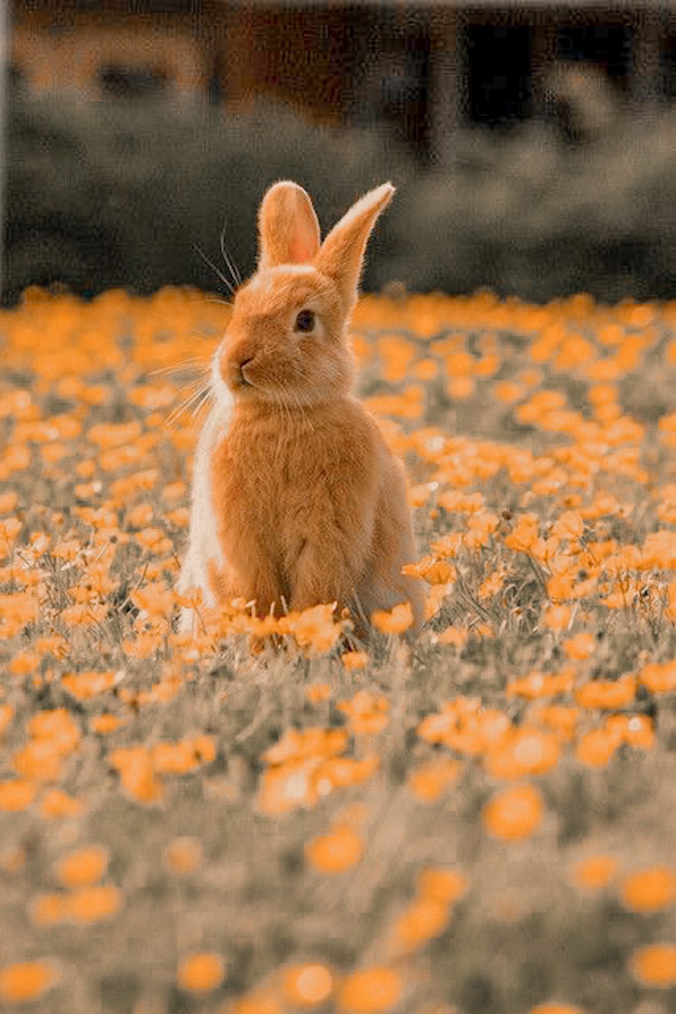 Маленькие солнечные зайчики. Кролик. Желтый кролик. Красивый зайчик. Желтый Земляной кролик.