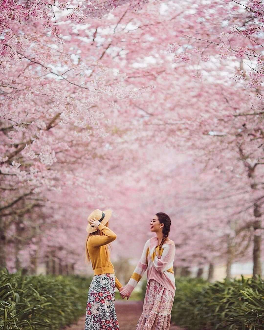 Сакуры человека. Япония весной. Сакура весной.