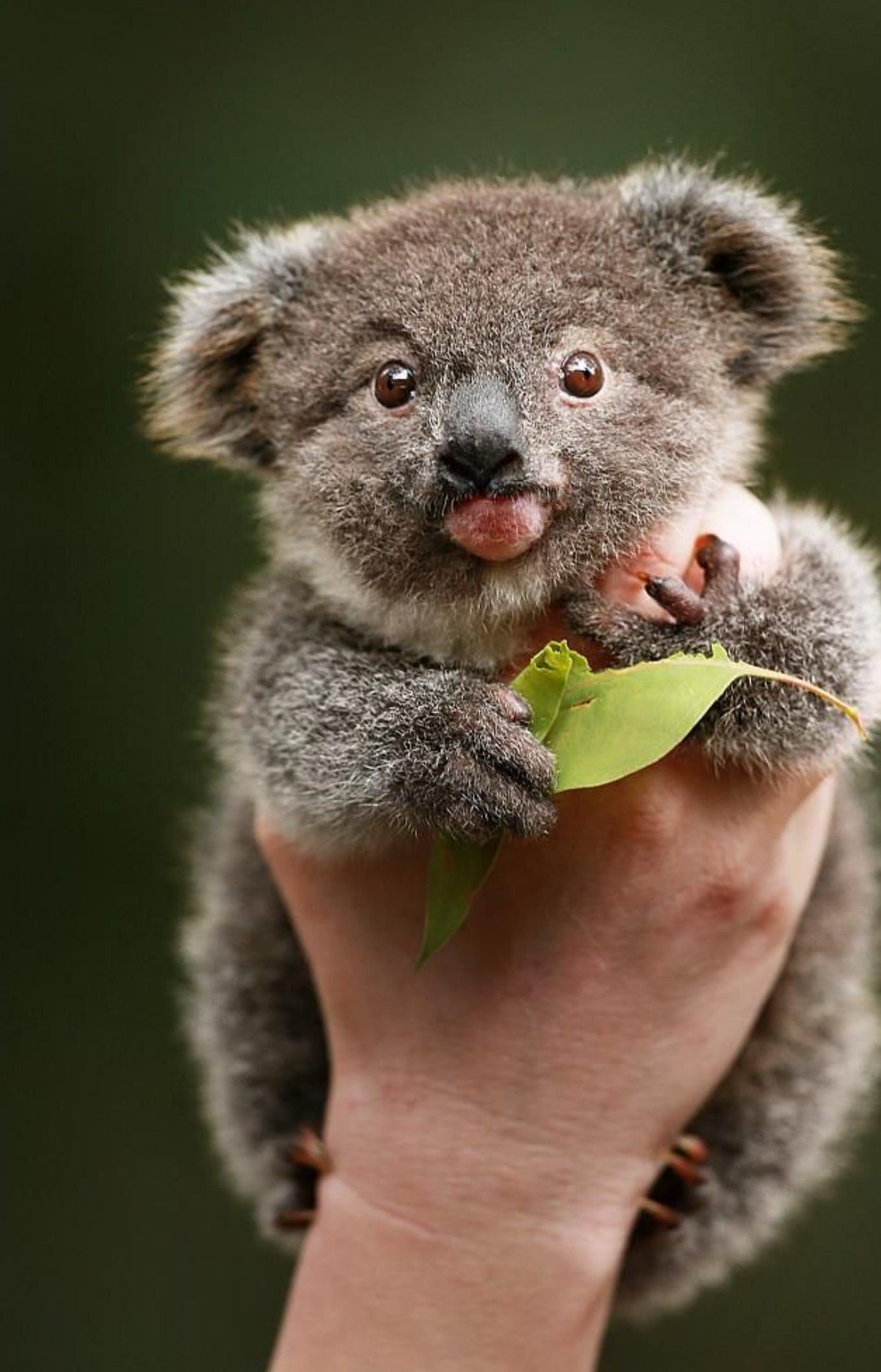 Милая коала. Карликовая коала. Коала сумчатое. Коала с детенышем. Мишка коала.