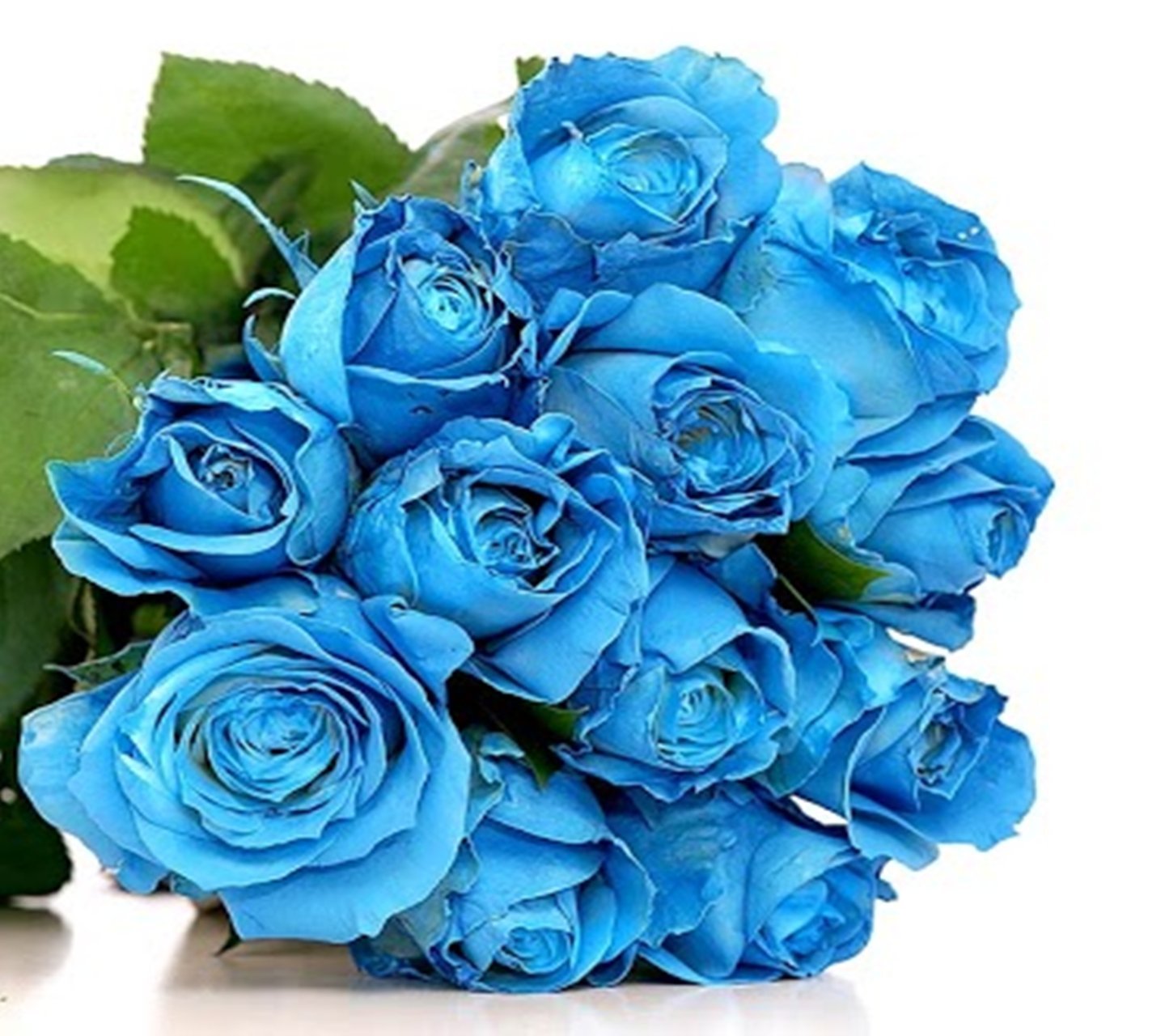 Открытки синего цвета. Блуе Фловер. Голубые розы Сантори. Эквадорские синие розы.