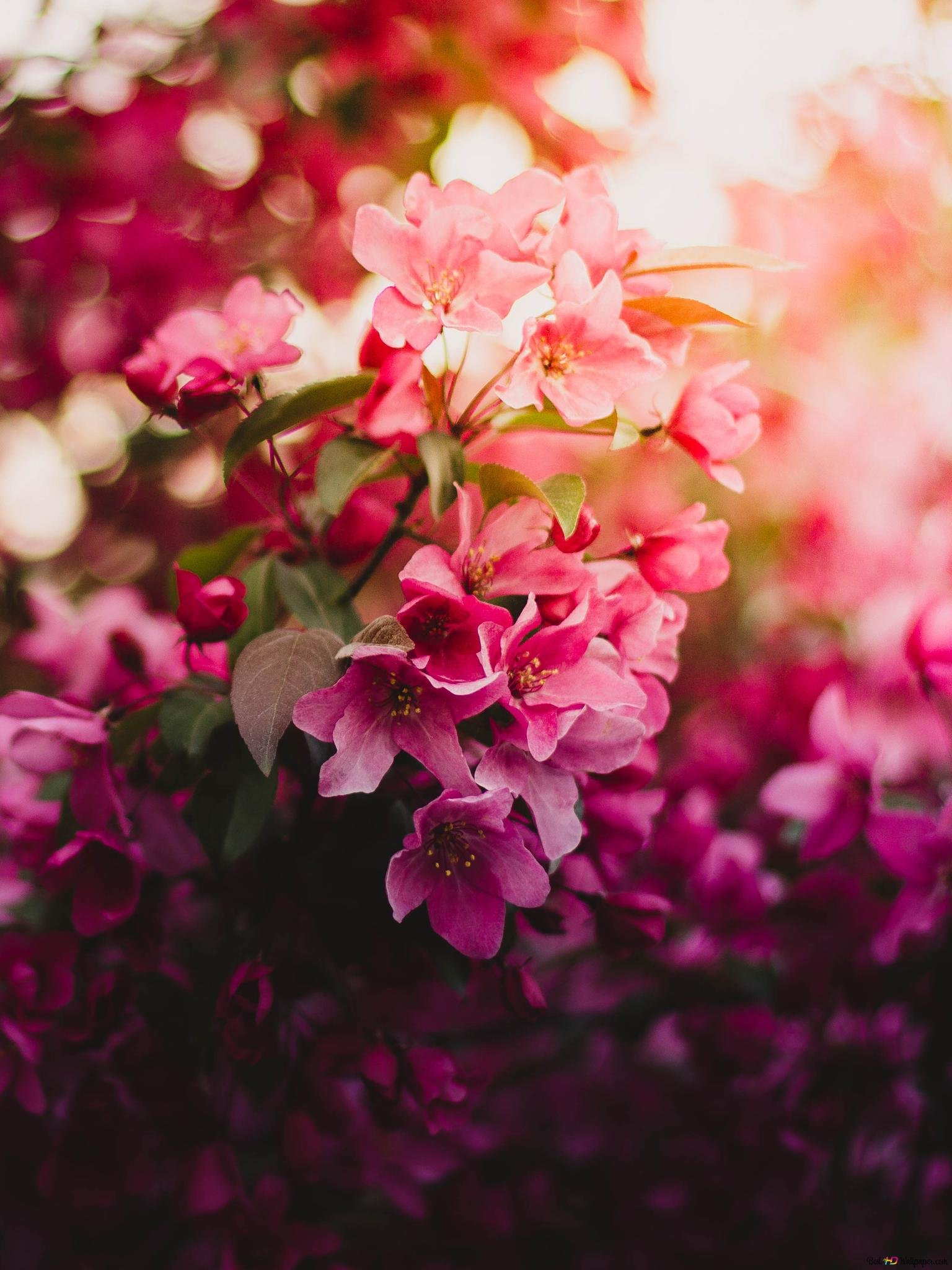 Заставки на телефон вертикальные цветы. Цветы. Цветы вертикальные. Розовые цветы. Красивые розовые цветочки.