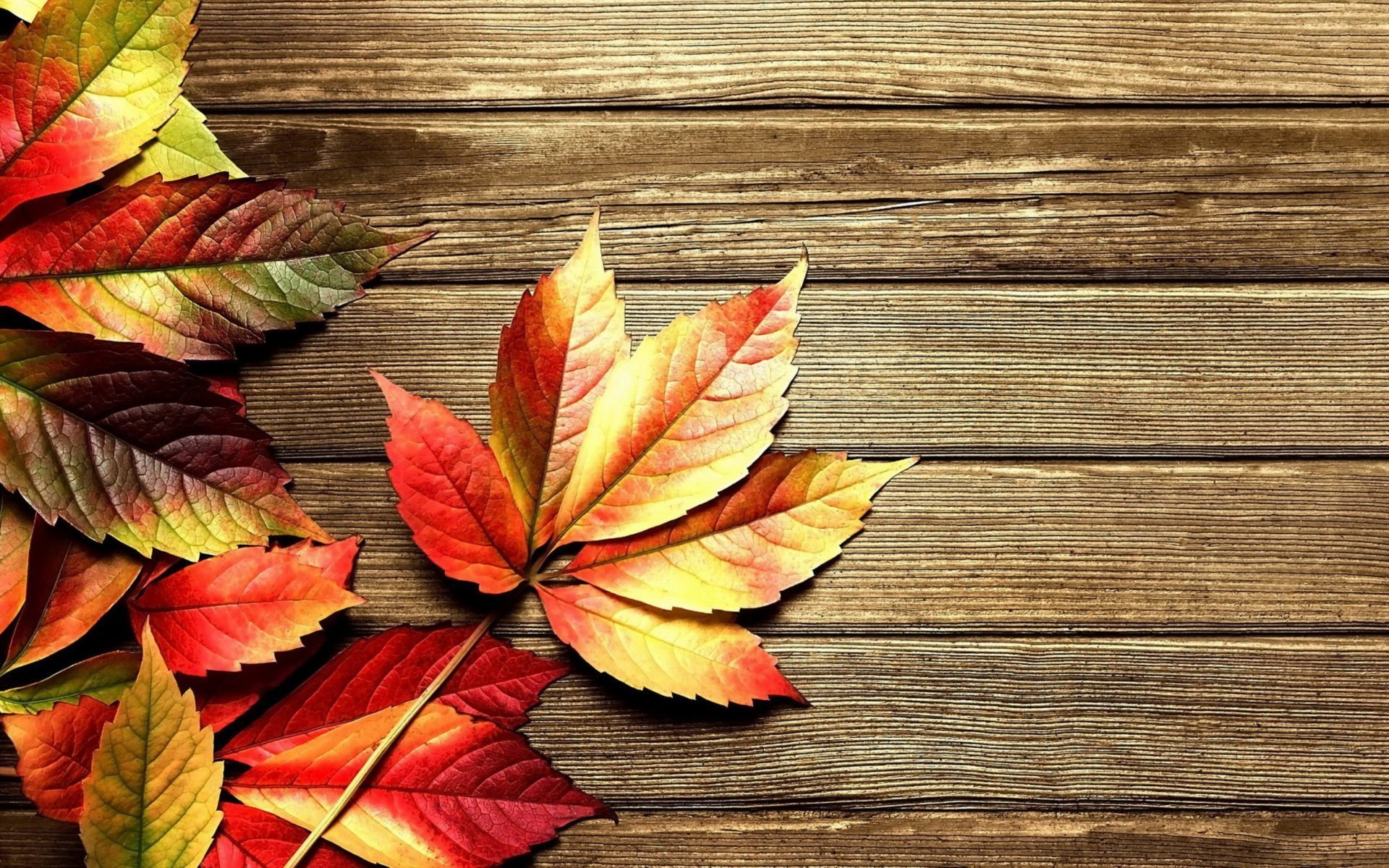Красивые картинки листьев. Осенние листья. Красивые листья. Осенний фон. Красивые осенние листья.